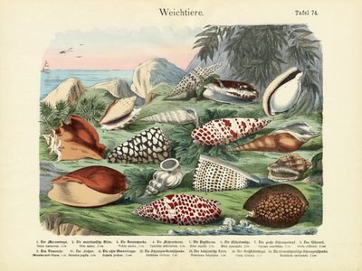 Molluscs by German School